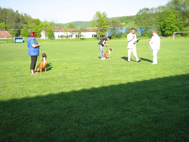 www.atibox.net * www.euroboxer.eu * www.boxergenealogia.eu